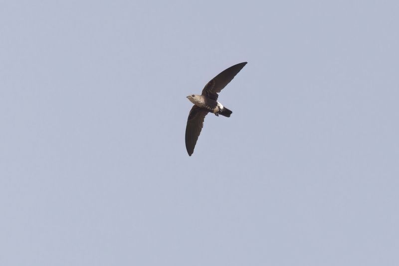Mottled Spinetail - Telacanthura ussheri