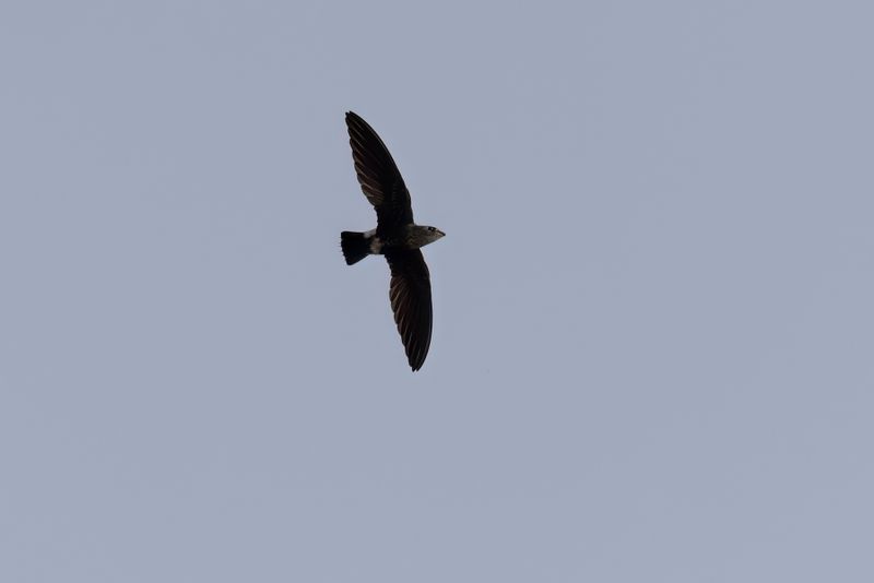 Mottled Spinetail - Telacanthura ussheri