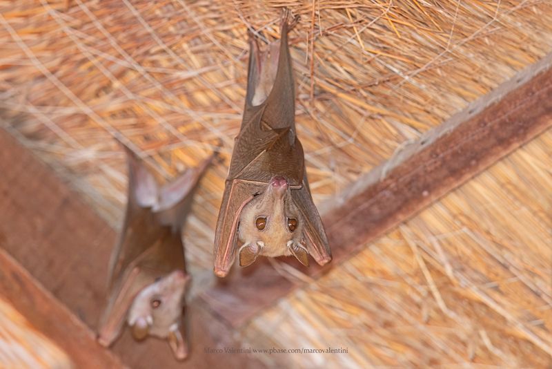 Gambian epauletted fruit bat - Epomophorus gambianus