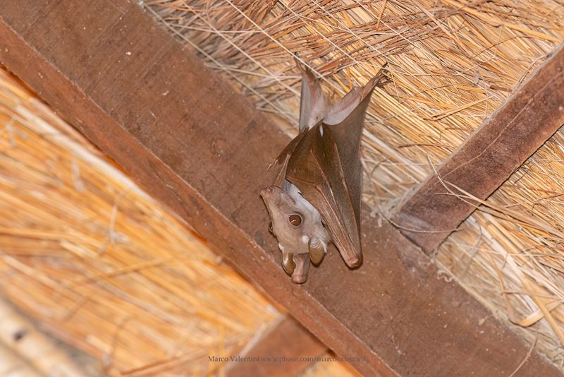 Gambian epauletted fruit bat - Epomophorus gambianus