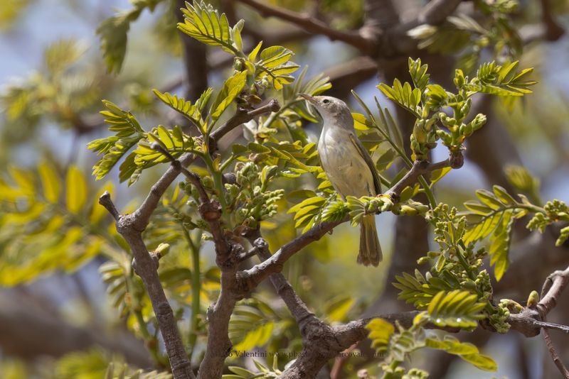 Senegal Eremomela - Eremomela pusilla