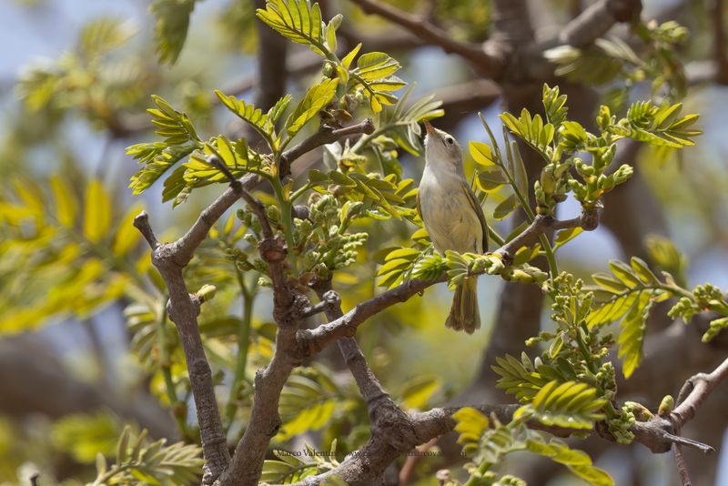 Senegal Eremomela - Eremomela pusilla