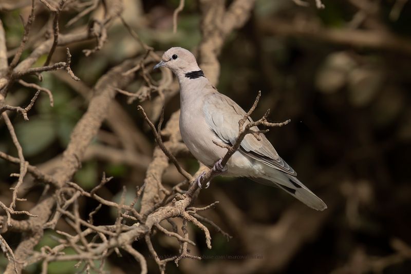Vinaceous Dove - Streptopelia vinacea