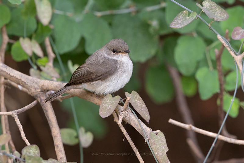 Swamp Flycatcher - Muscicapa aquatica