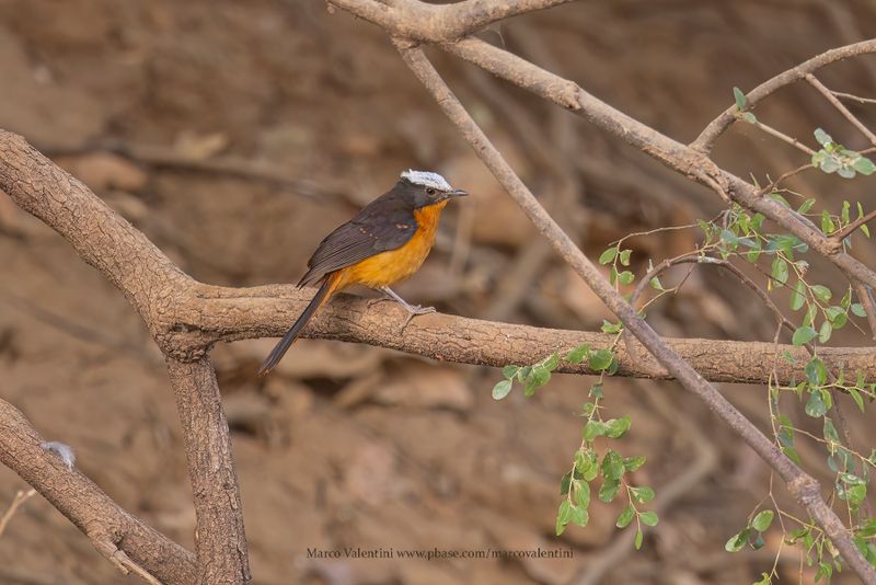 White-crowned Robin-Chat - Cossypha albicapillus