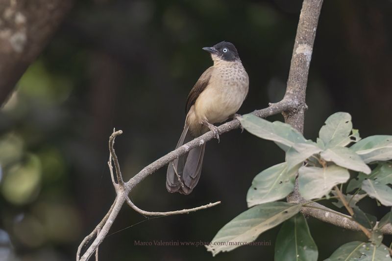 Blackcap Babbler - Turdoides reinwardtii