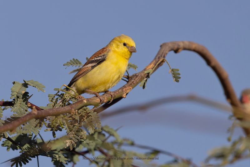 Sudan Golden Sparrow - Passer luteus