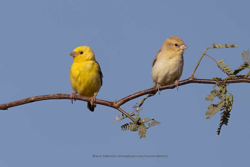 Sudan Golden Sparrow - Passer luteus