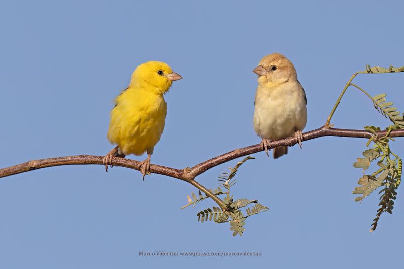 Sudan Golden Sparrow - Passer luteus