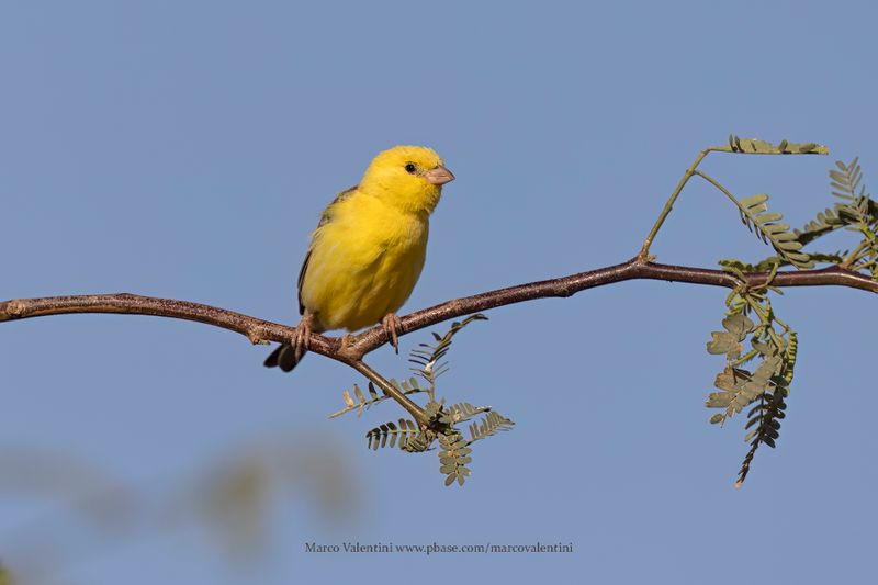 Sudan Golden Sparrow - Passer luteus