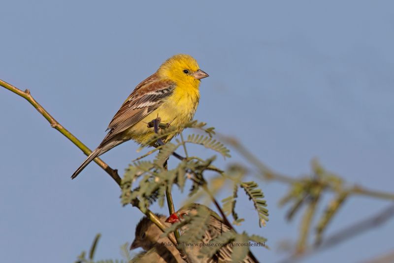 Sudan Golden Sparrow - Passer luteus