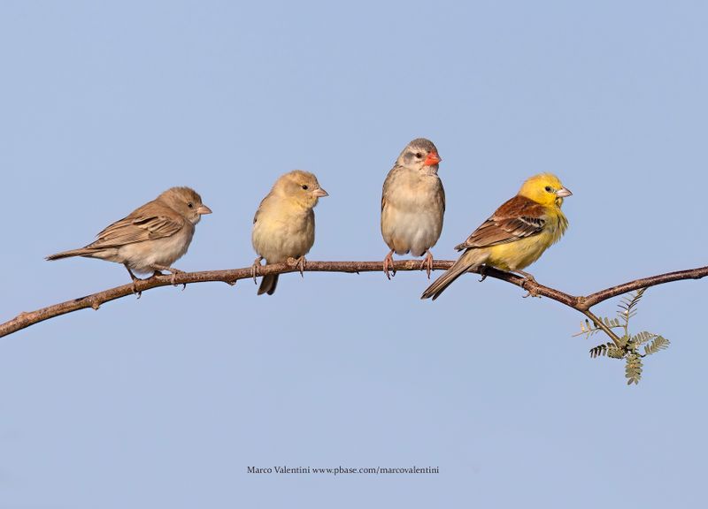 Sudan Golden Sparrow - Passer luteus