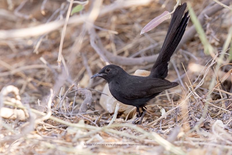 Black Scrub-Robin - Cercotrichas podobe