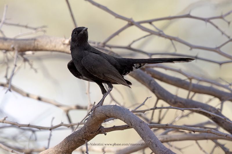 Black Scrub-Robin - Cercotrichas podobe