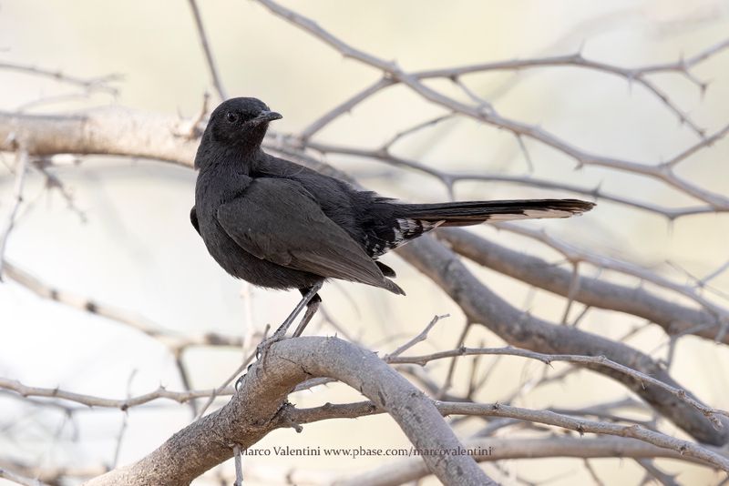 Black Scrub-Robin - Cercotrichas podobe