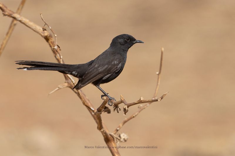 Black Scrub-Robin - Cercotrichas podobe