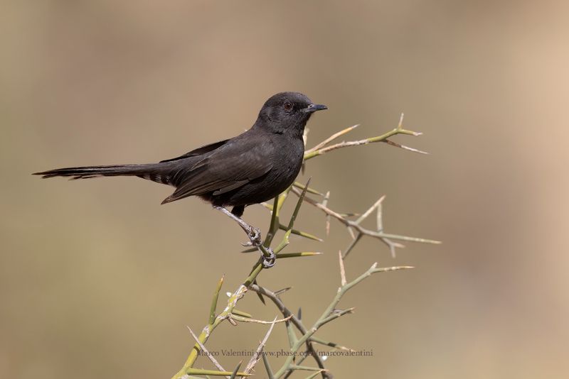 Black Scrub-Robin - Cercotrichas podobe