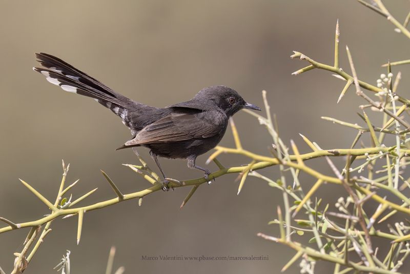 Black Scrub-Robin - Cercotrichas podobe