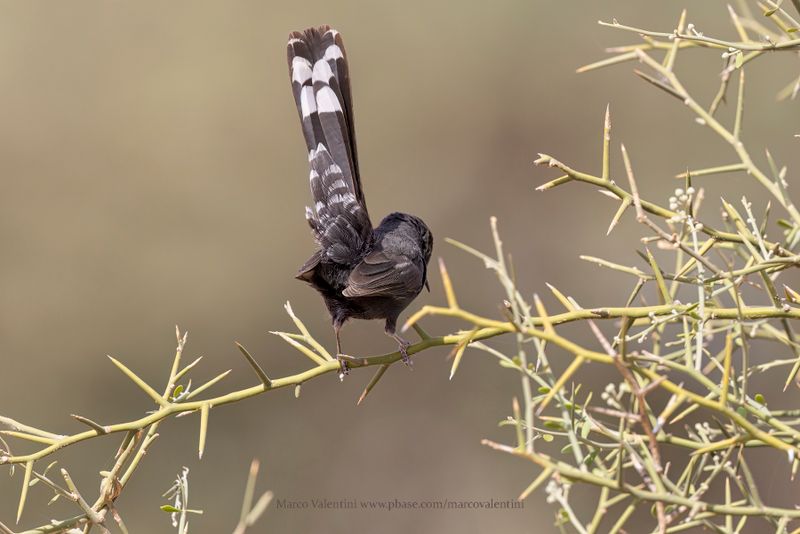 Black Scrub-Robin - Cercotrichas podobe