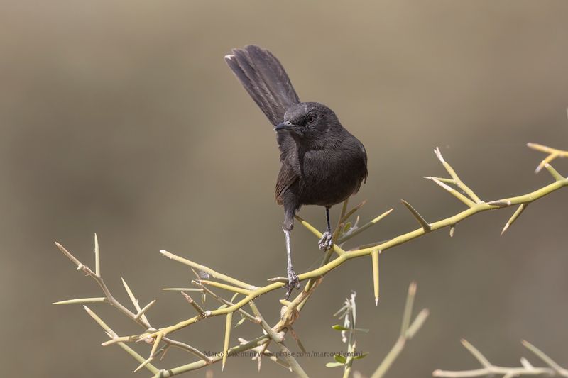 Black Scrub-Robin - Cercotrichas podobe