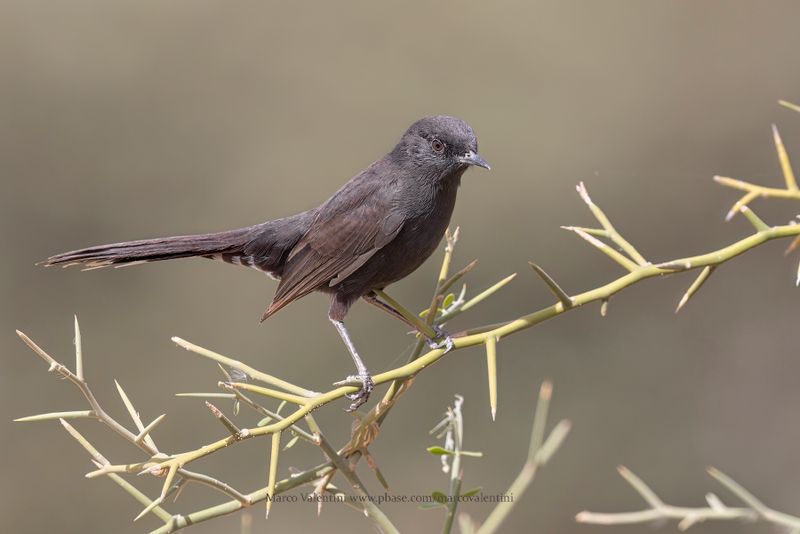 Black Scrub-Robin - Cercotrichas podobe
