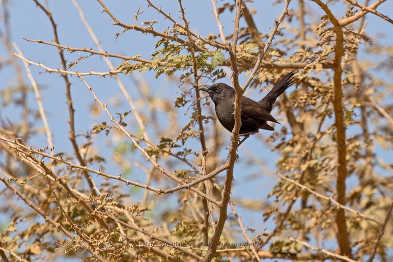 Black Scrub-Robin - Cercotrichas podobe