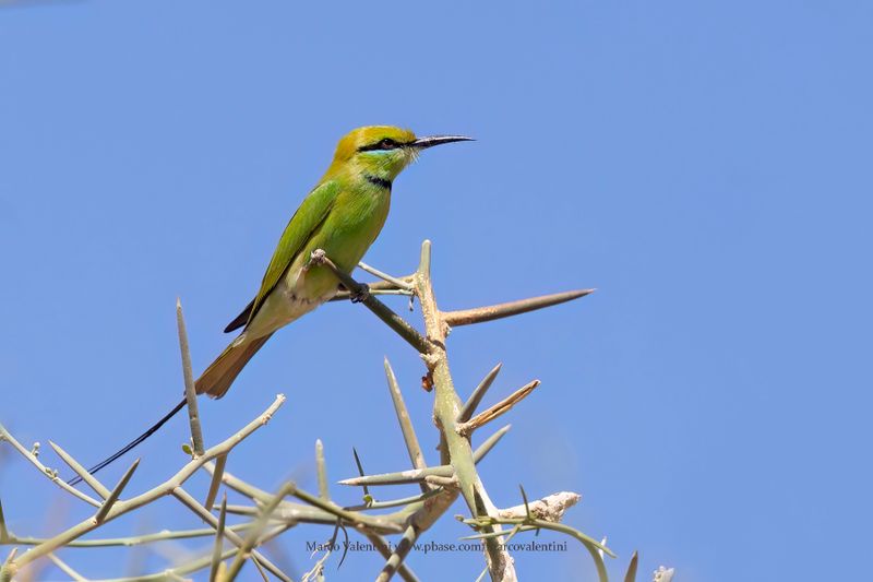 African Green Bee-eater - Merops viridissimus