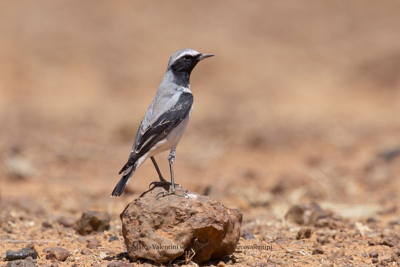 Atlas Wheatear - Oenanthe seebohmi