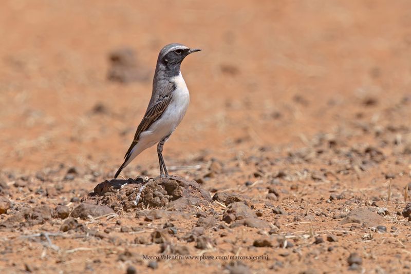 Atlas Wheatear - Oenanthe seebohmi