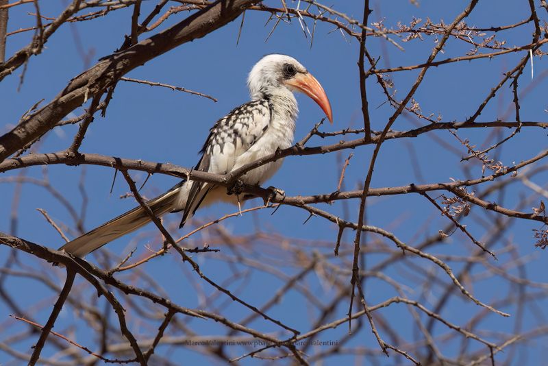 Western Red-billed Hornbill - Tockus kempi
