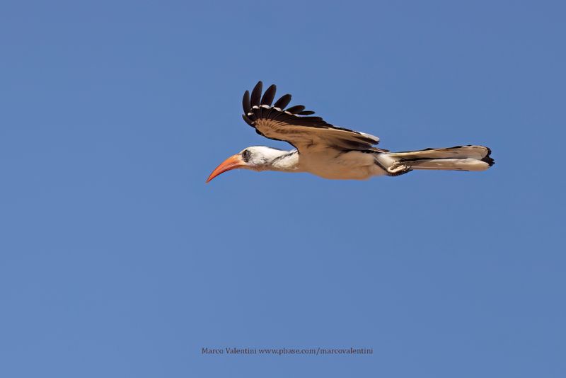 Western Red-billed Hornbill - Tockus kempi