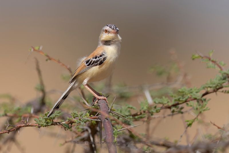 Cricket Longtail - Spiloptila clamans