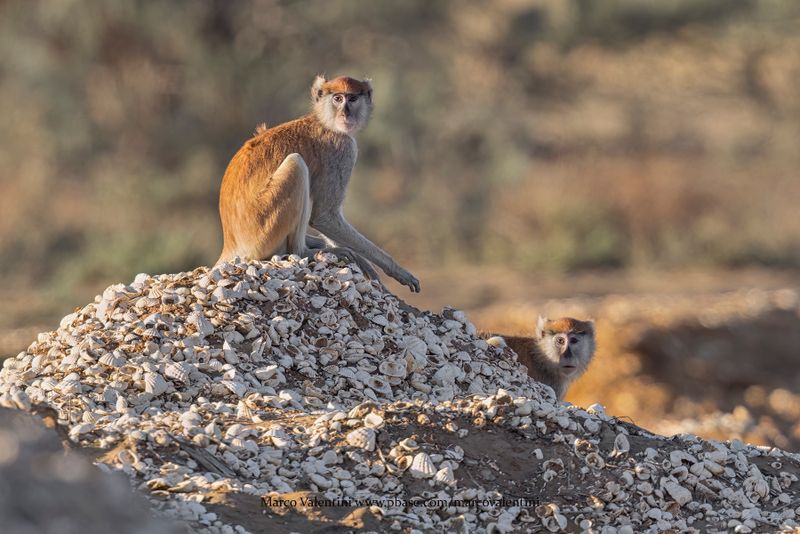 Patas Monkey - Erythrocebus patas
