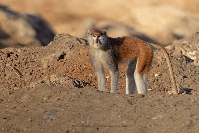 Patas Monkey - Erythrocebus patas