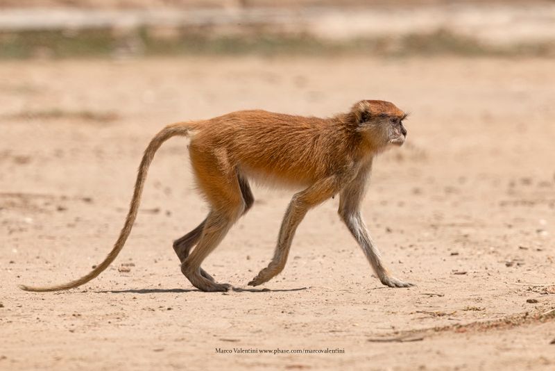Patas Monkey - Erythrocebus patas