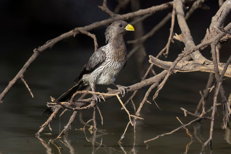 Western Plantain-eater - Crinifer piscator