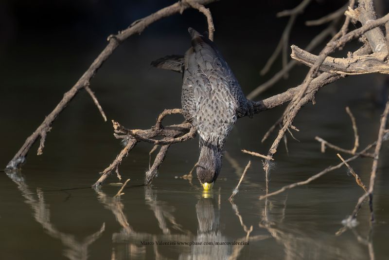 Western Plantain-eater - Crinifer piscator