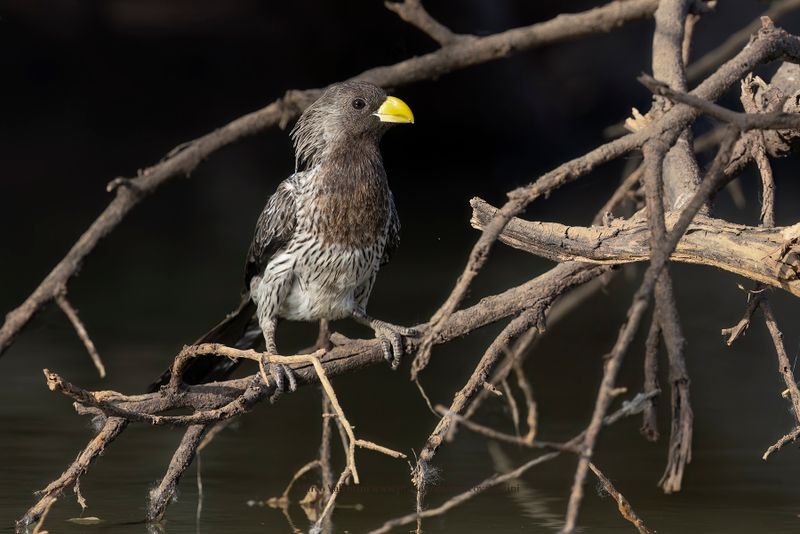 Western Plantain-eater - Crinifer piscator