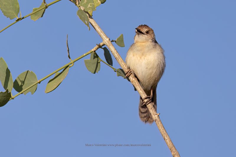 Winding Cisticola - Cisticola marginatus