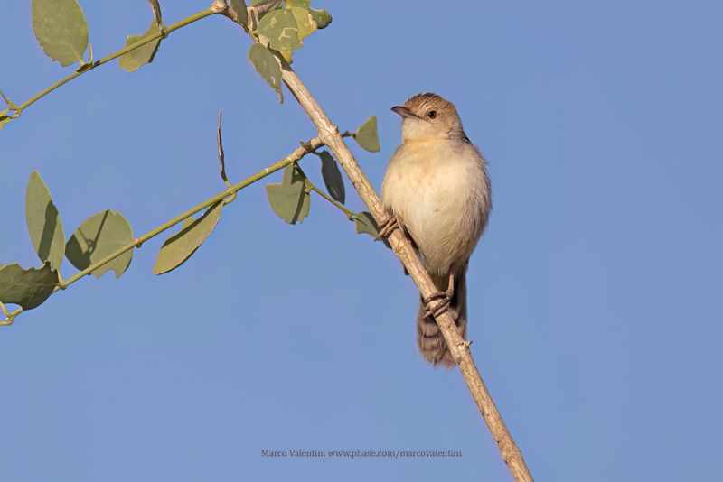 Winding Cisticola - Cisticola marginatus