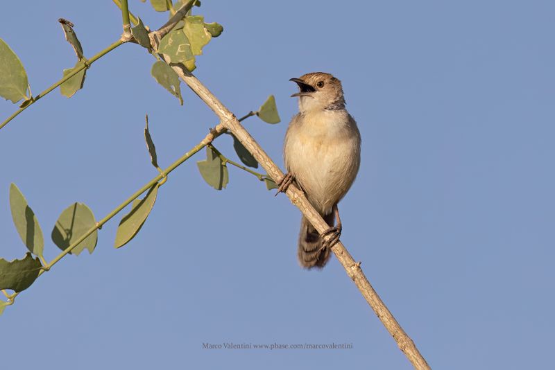 Winding Cisticola - Cisticola marginatus