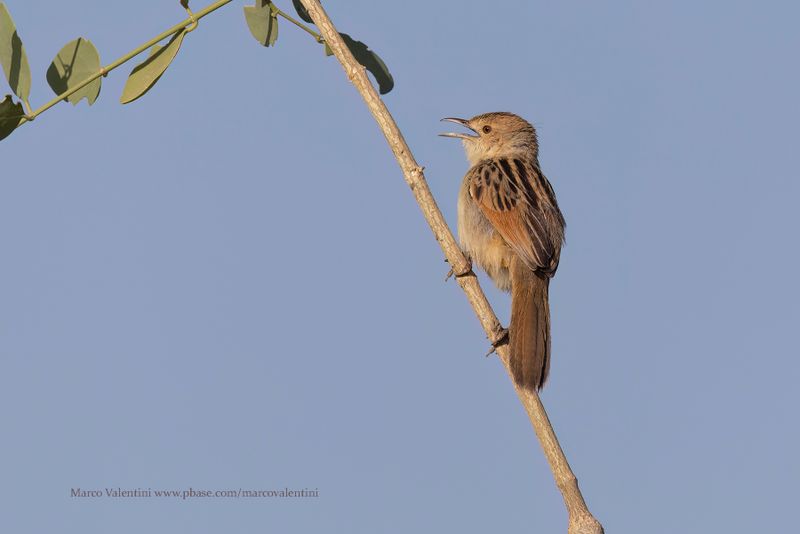 Winding Cisticola - Cisticola marginatus