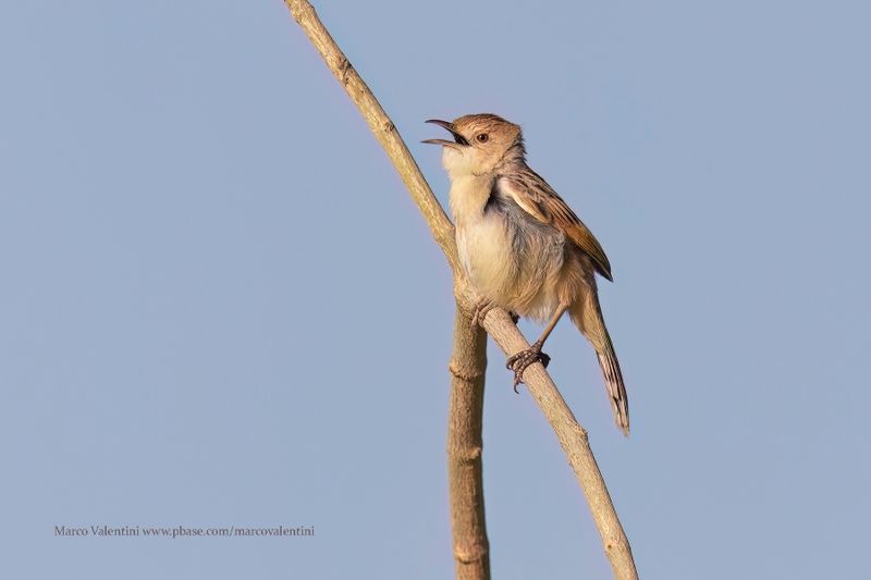 Winding Cisticola - Cisticola marginatus