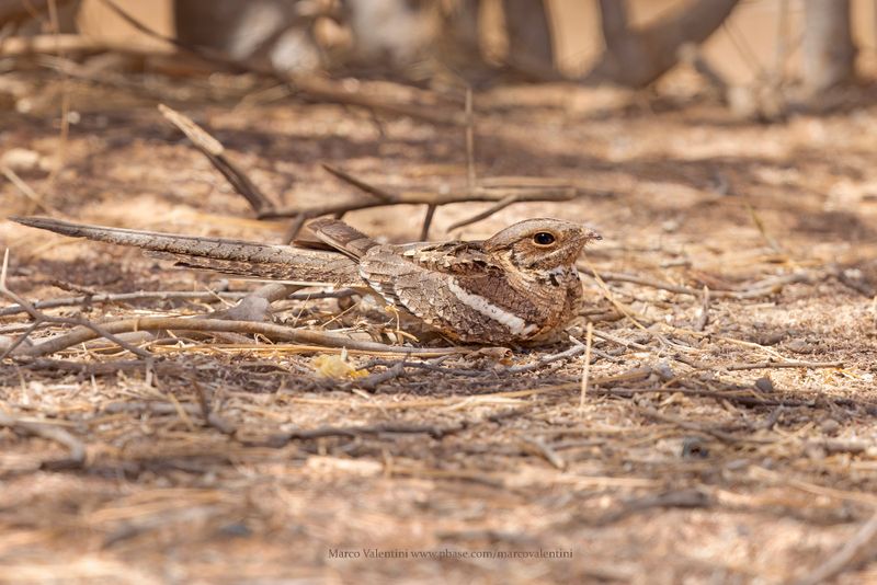 Long-tailed Nightjar - Caprimulgus climacurus