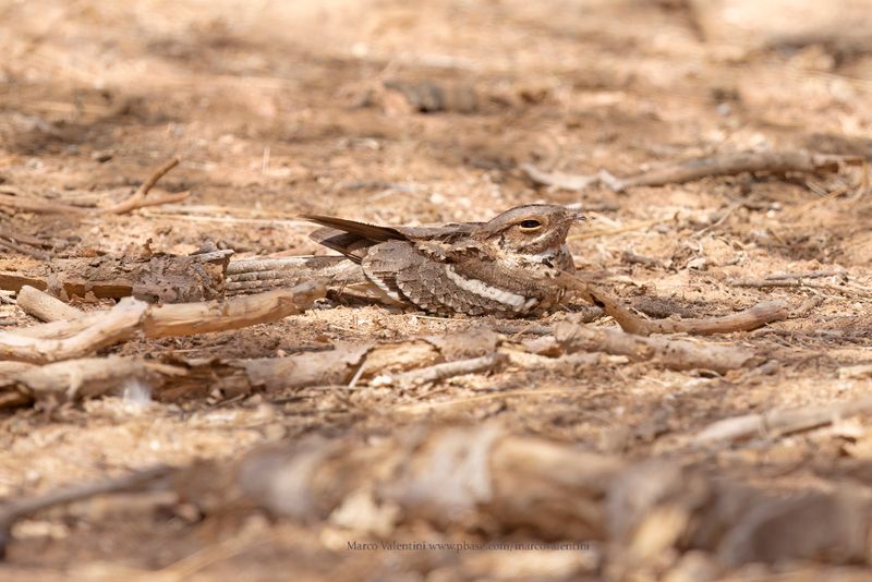 Long-tailed Nightjar - Caprimulgus climacurus