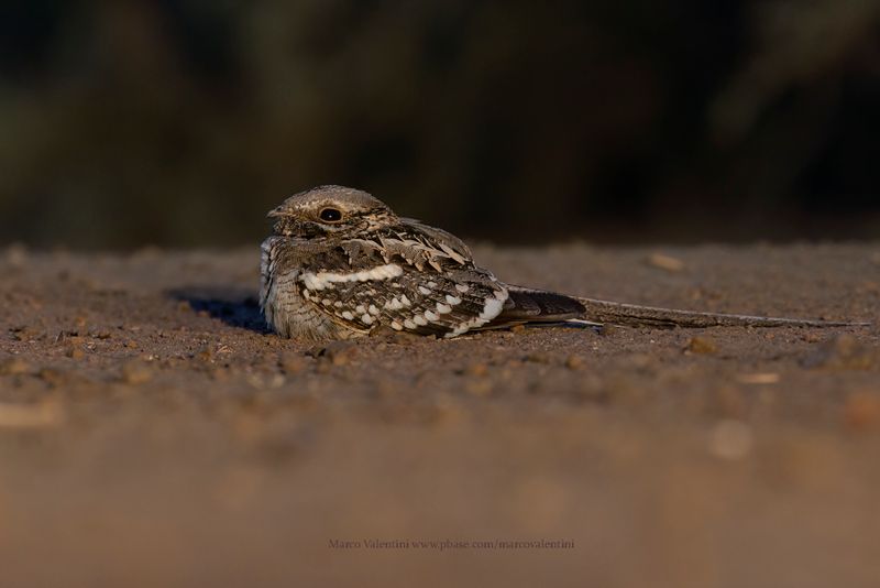 Long-tailed Nightjar - Caprimulgus climacurus