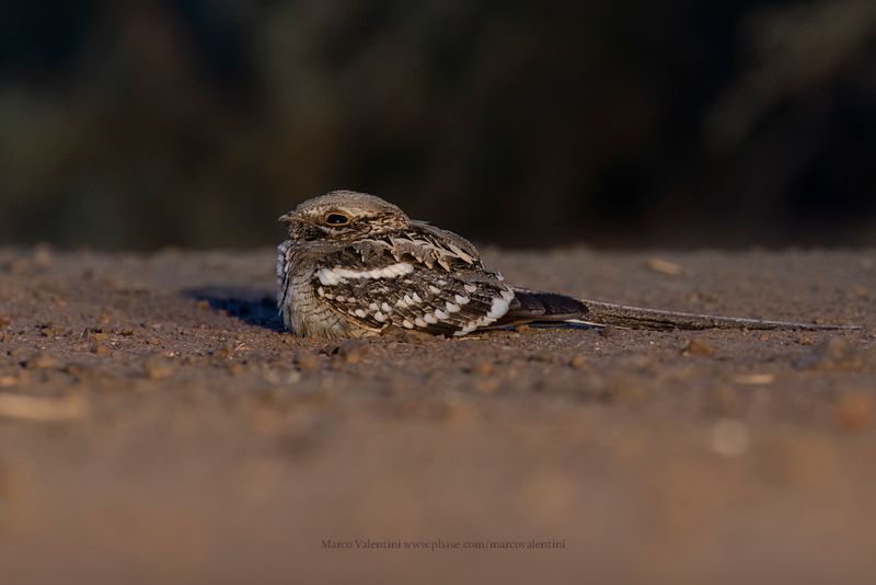 Long-tailed Nightjar - Caprimulgus climacurus