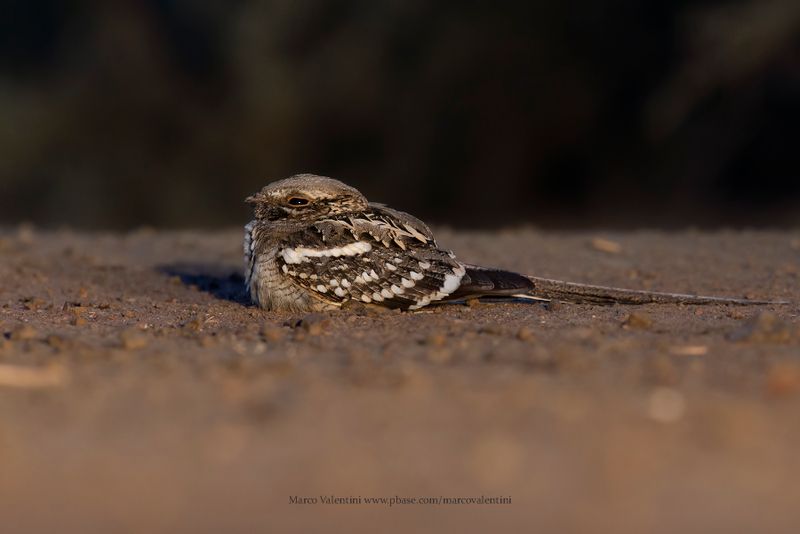 Long-tailed Nightjar - Caprimulgus climacurus