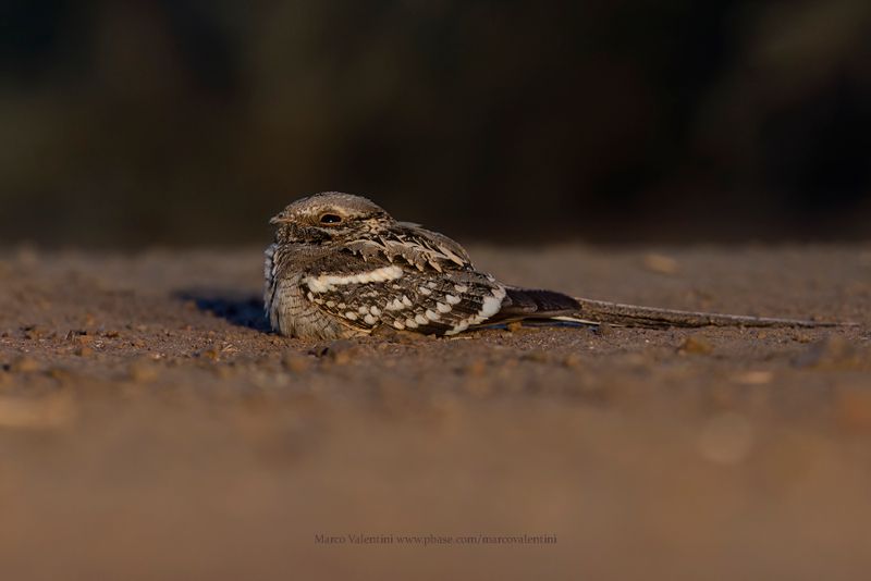 Long-tailed Nightjar - Caprimulgus climacurus