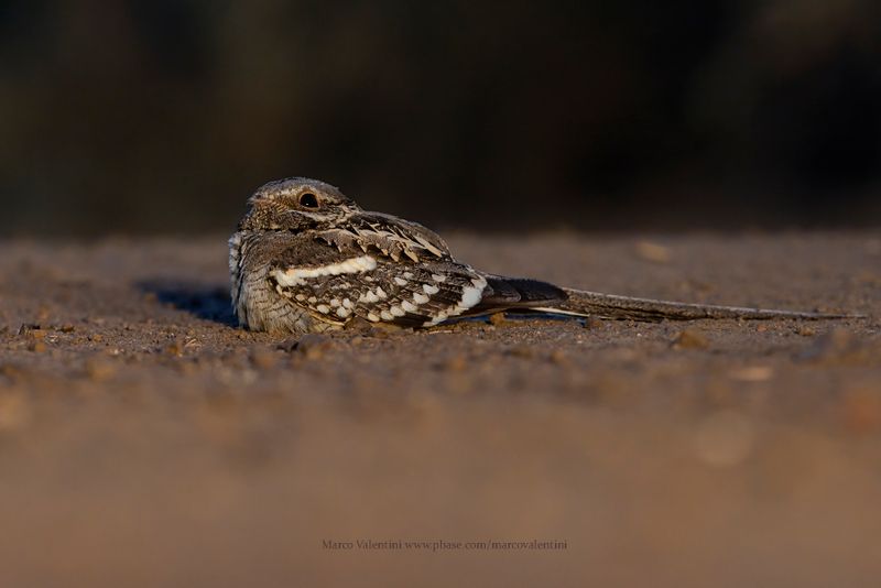 Long-tailed Nightjar - Caprimulgus climacurus